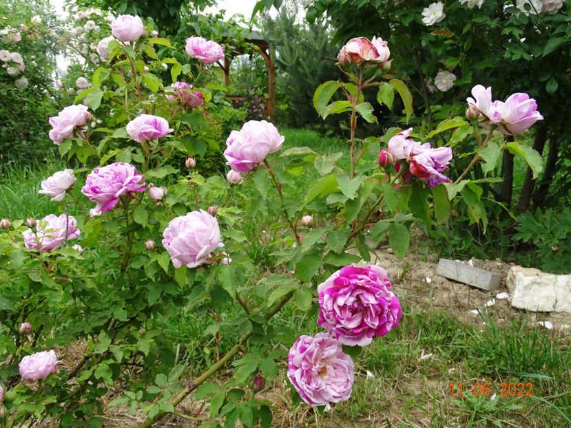  - Trandafiri 2022