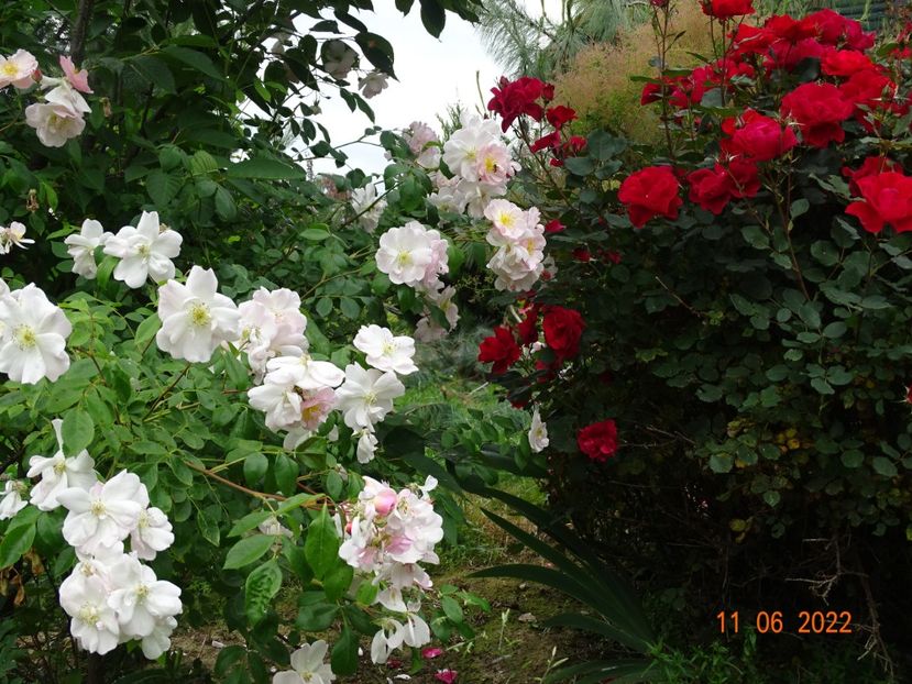  - Trandafiri 2022