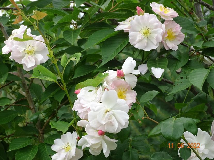  - Trandafiri 2022