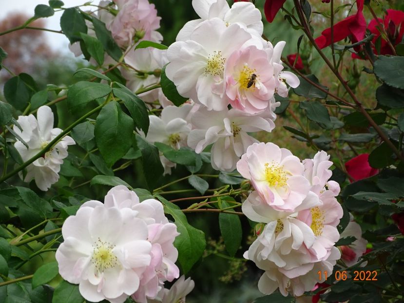  - Trandafiri 2022