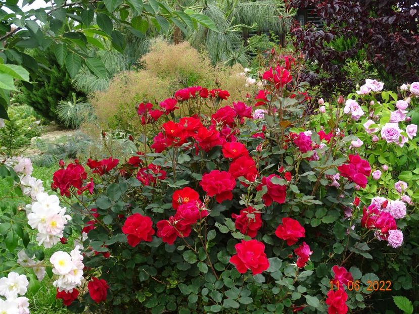  - Trandafiri 2022