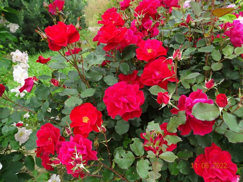  - Trandafiri 2022