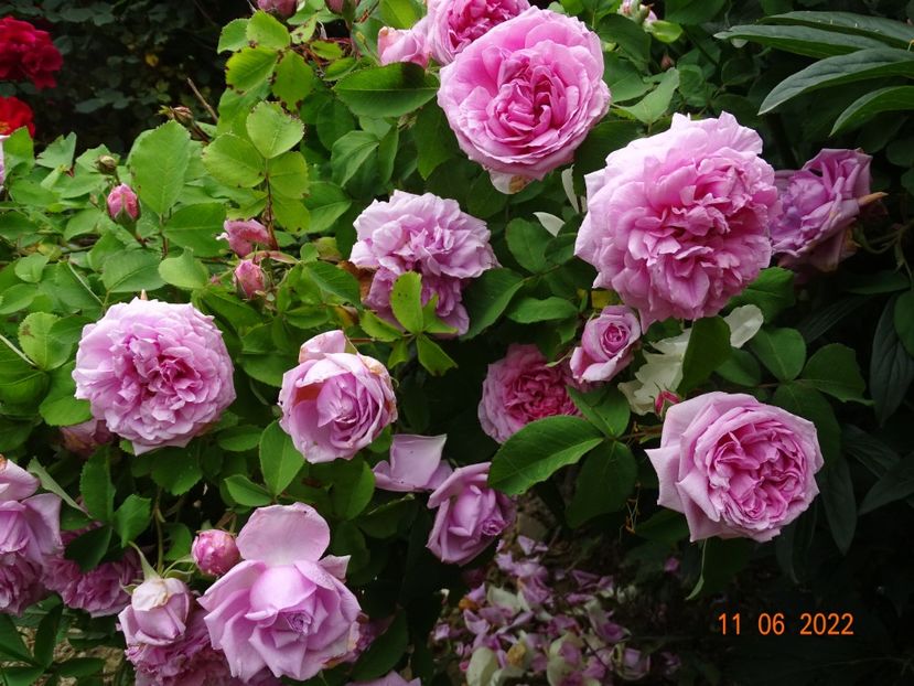  - Trandafiri 2022