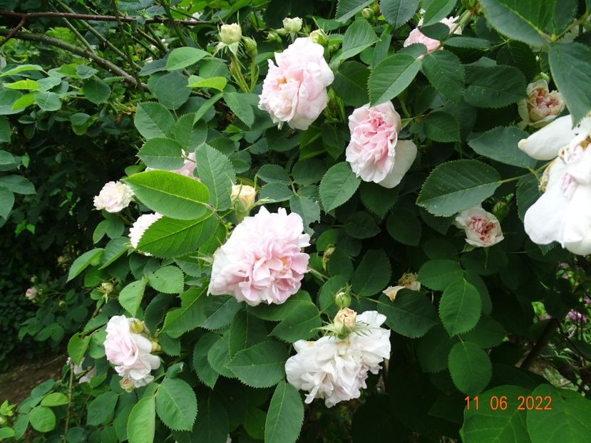  - Trandafiri 2022