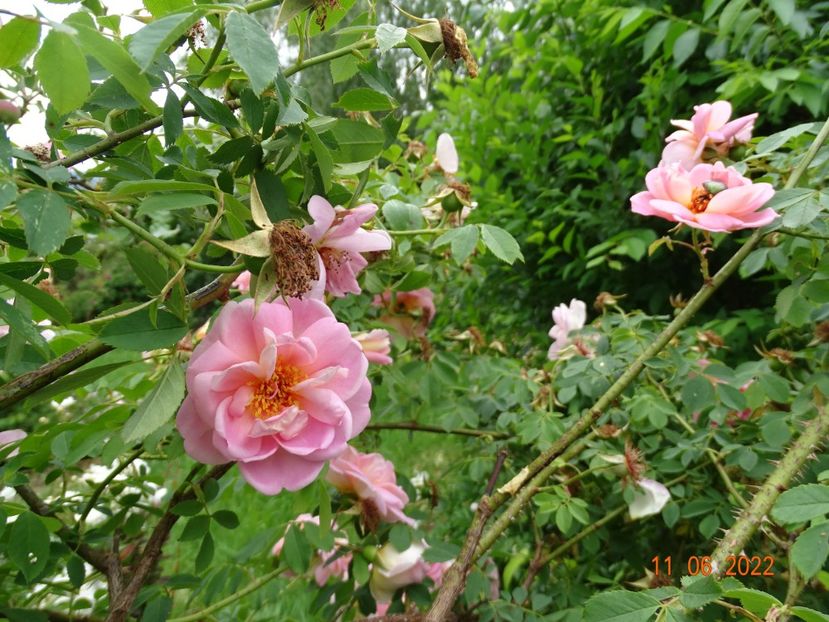  - Trandafiri 2022