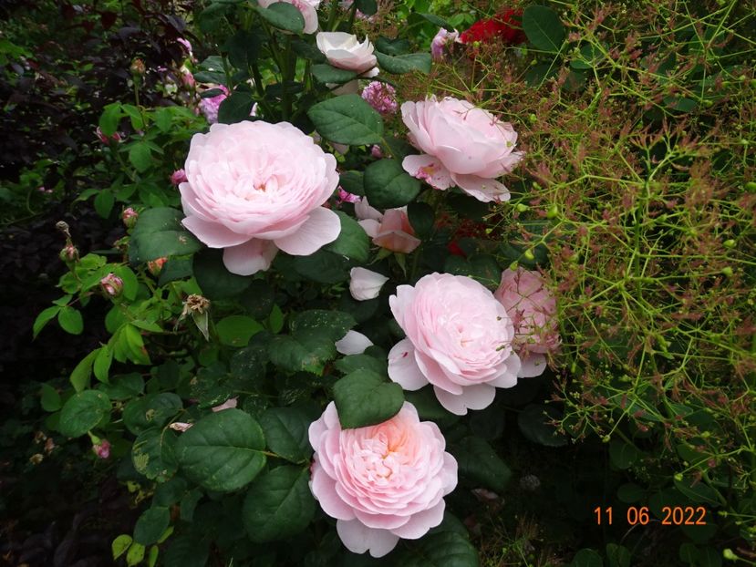  - Trandafiri 2022