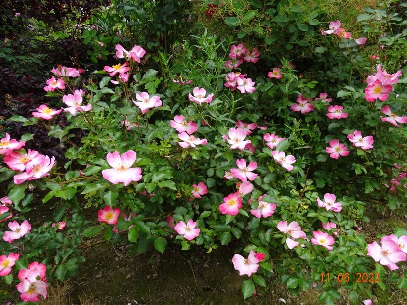  - Trandafiri 2022