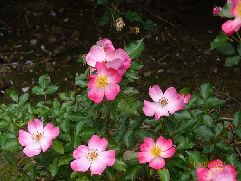 - Trandafiri 2022