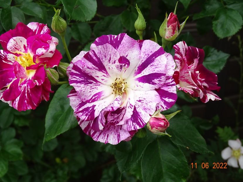  - Trandafiri 2022