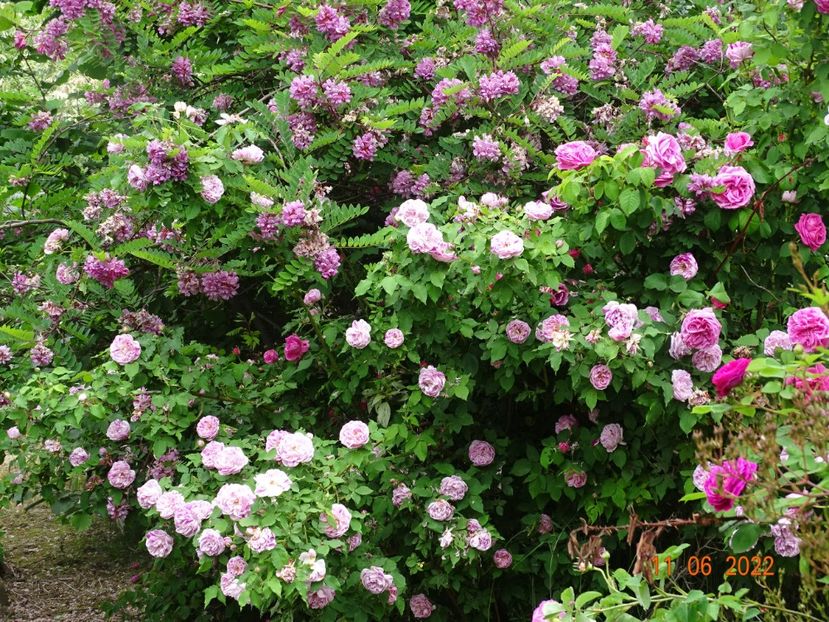  - Trandafiri 2022