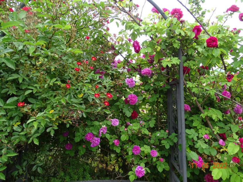  - Trandafiri 2022