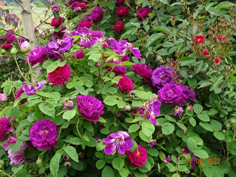  - Trandafiri 2022