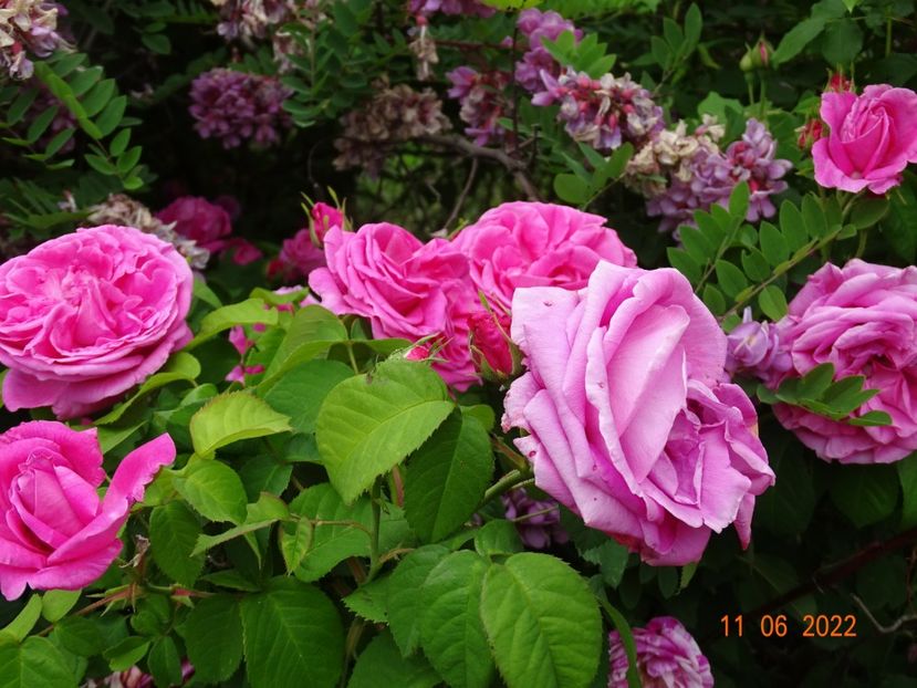  - Trandafiri 2022