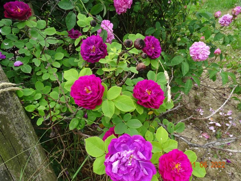  - Trandafiri 2022