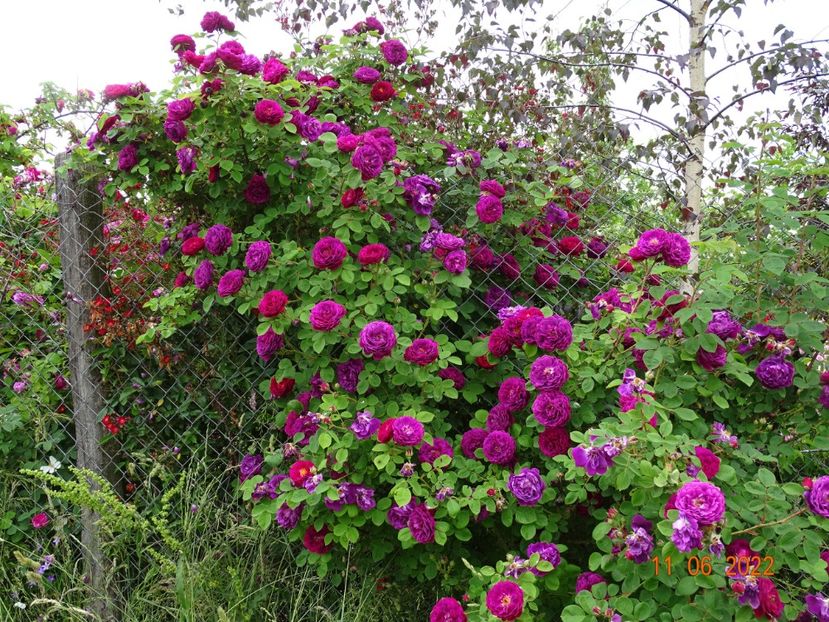  - Trandafiri 2022