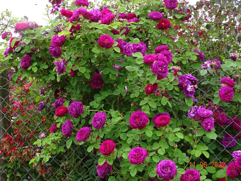  - Trandafiri 2022