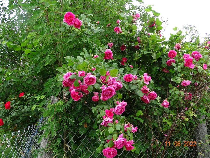  - Trandafiri 2022