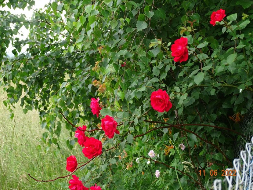  - Trandafiri 2022
