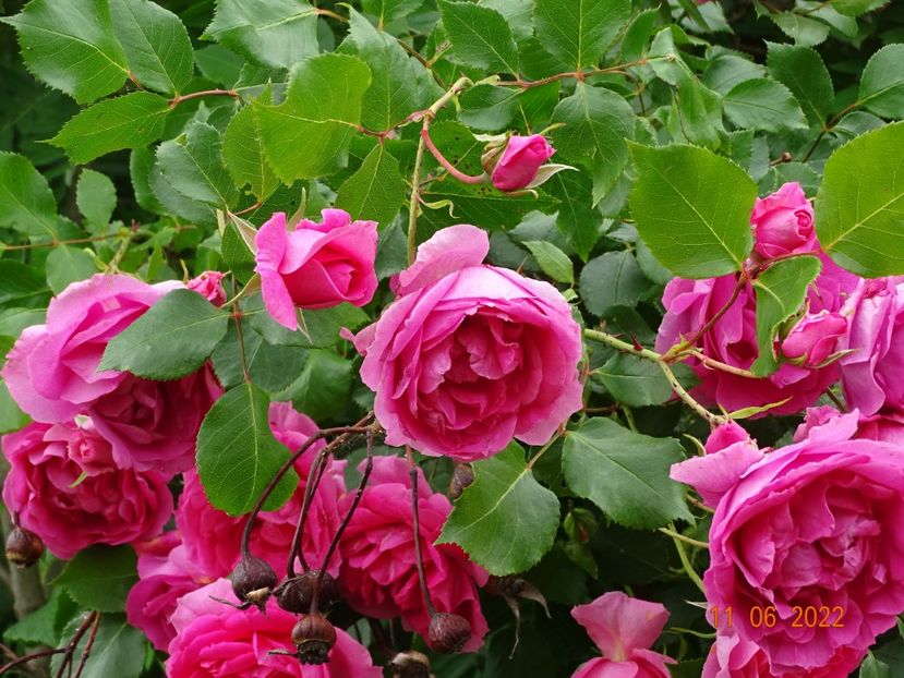  - Trandafiri 2022