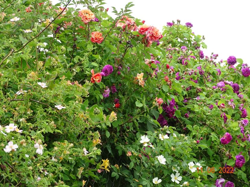  - Trandafiri 2022