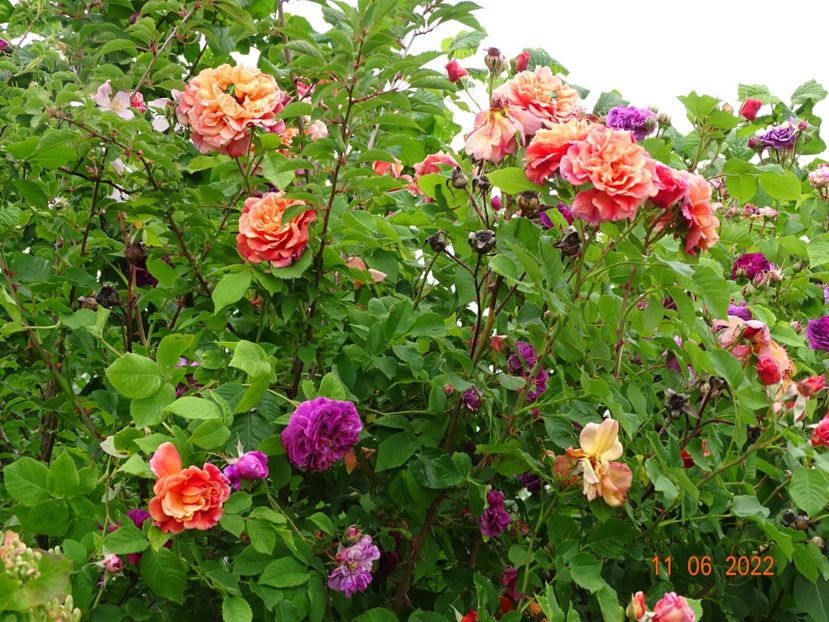  - Trandafiri 2022