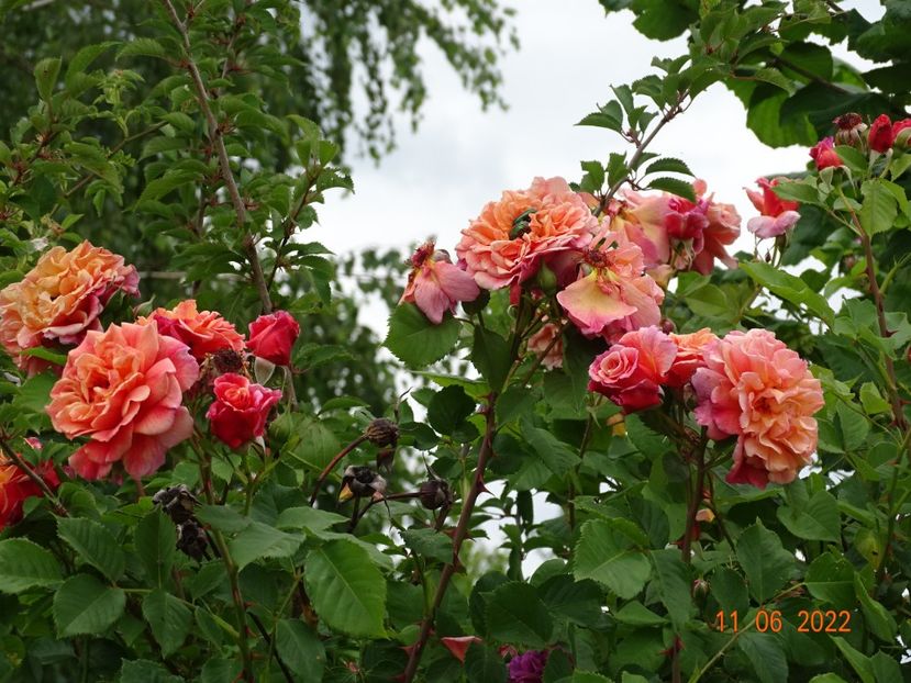  - Trandafiri 2022