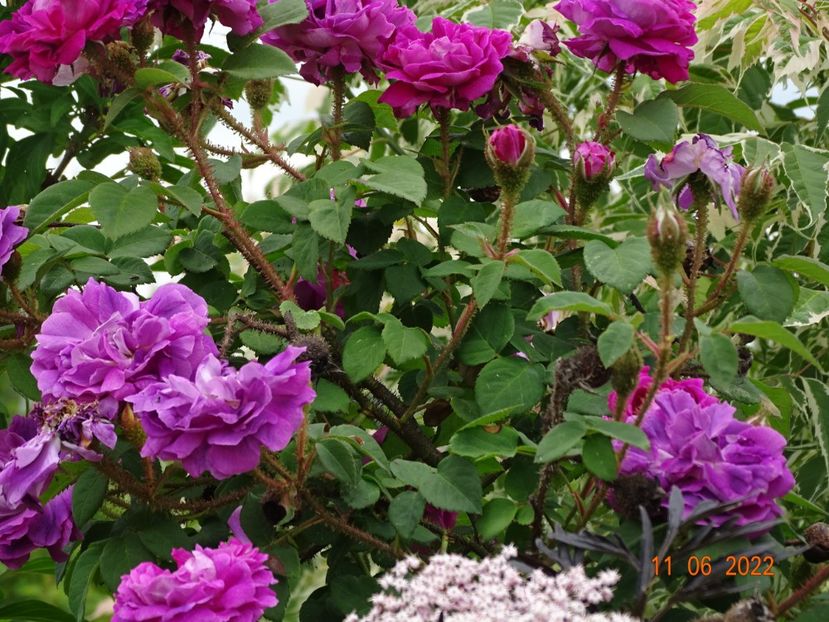  - Trandafiri 2022