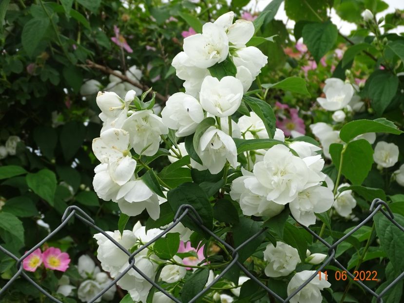  - Trandafiri 2022