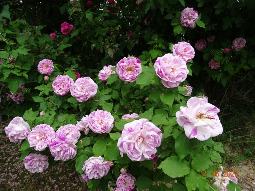  - Trandafiri 2022