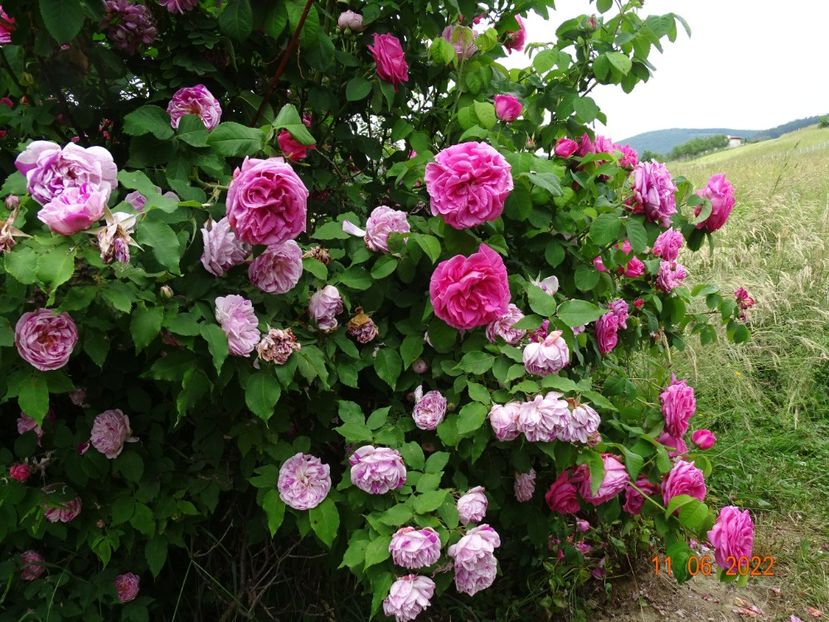  - Trandafiri 2022