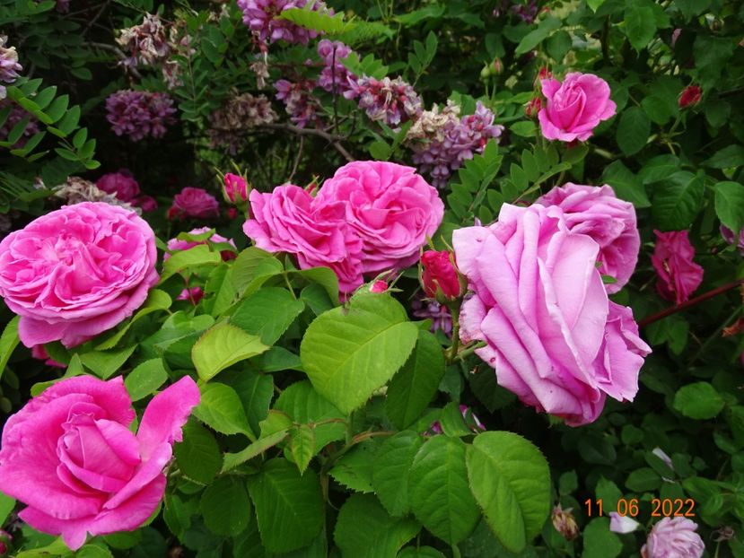  - Trandafiri 2022
