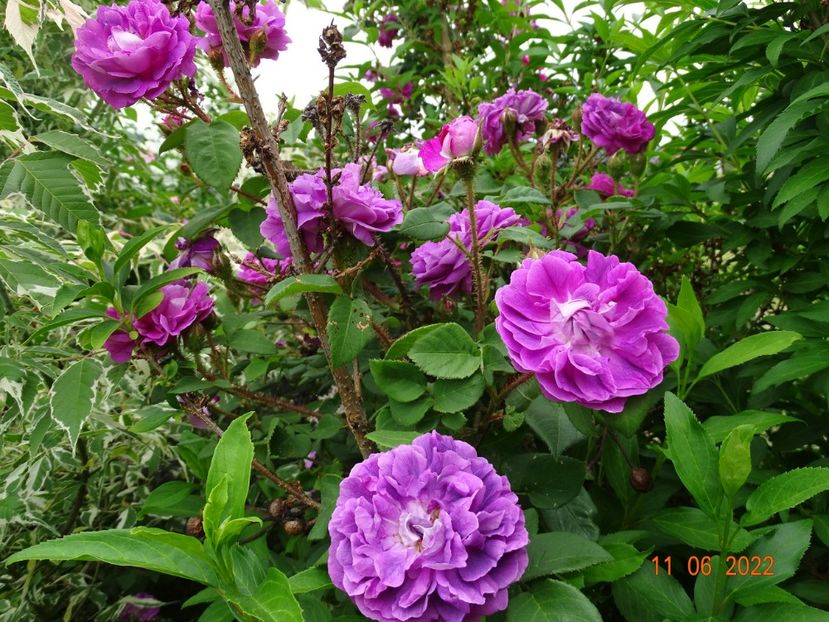  - Trandafiri 2022