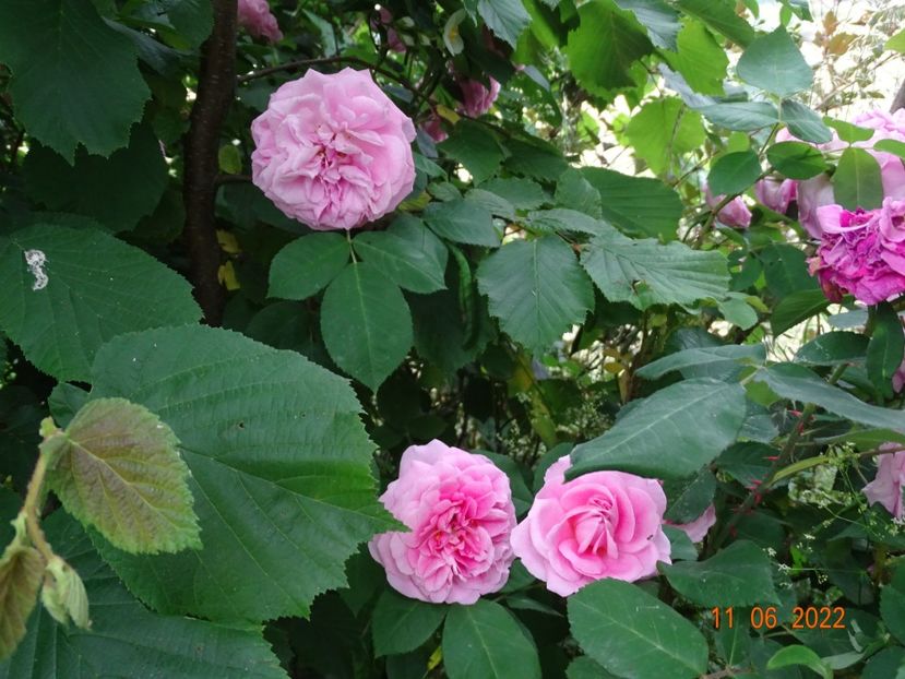  - Trandafiri 2022