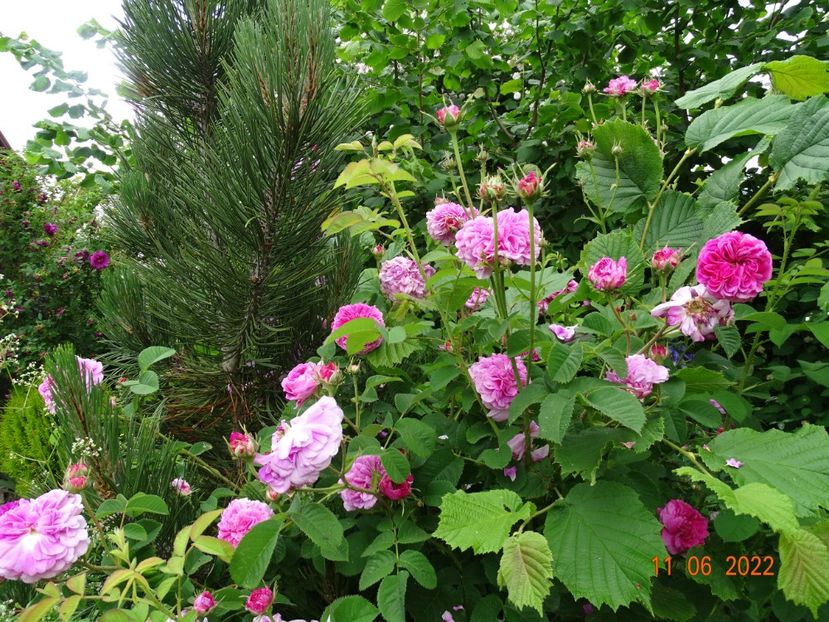  - Trandafiri 2022