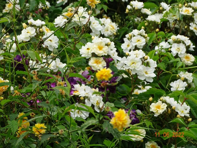  - Trandafiri 2022