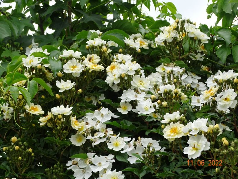  - Trandafiri 2022