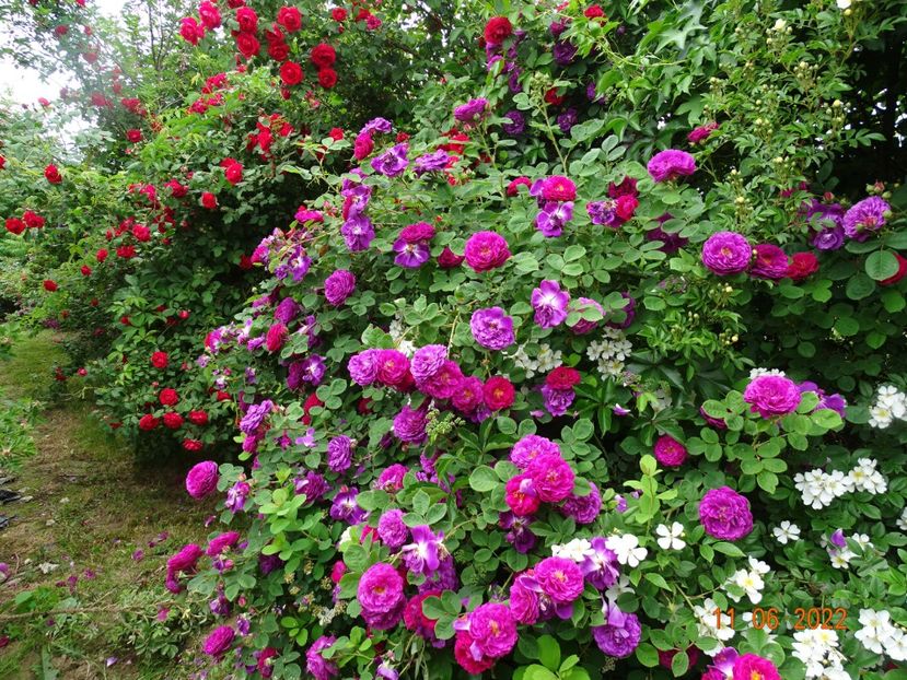  - Trandafiri 2022