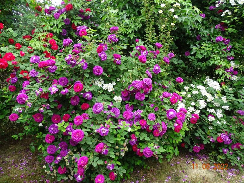 - Trandafiri 2022