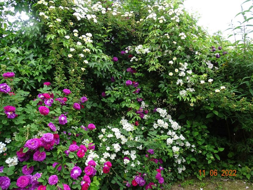  - Trandafiri 2022