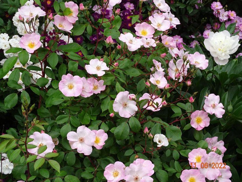  - Trandafiri 2022