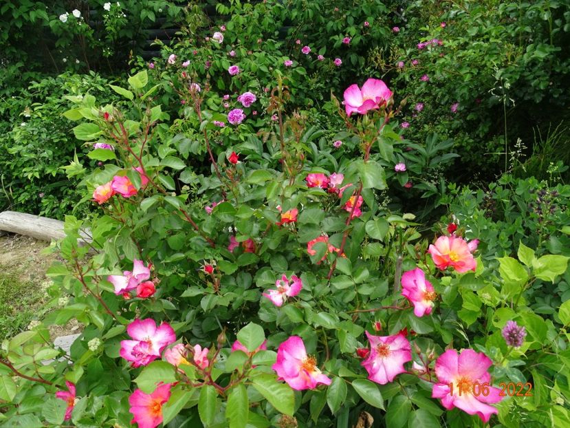  - Trandafiri 2022 2