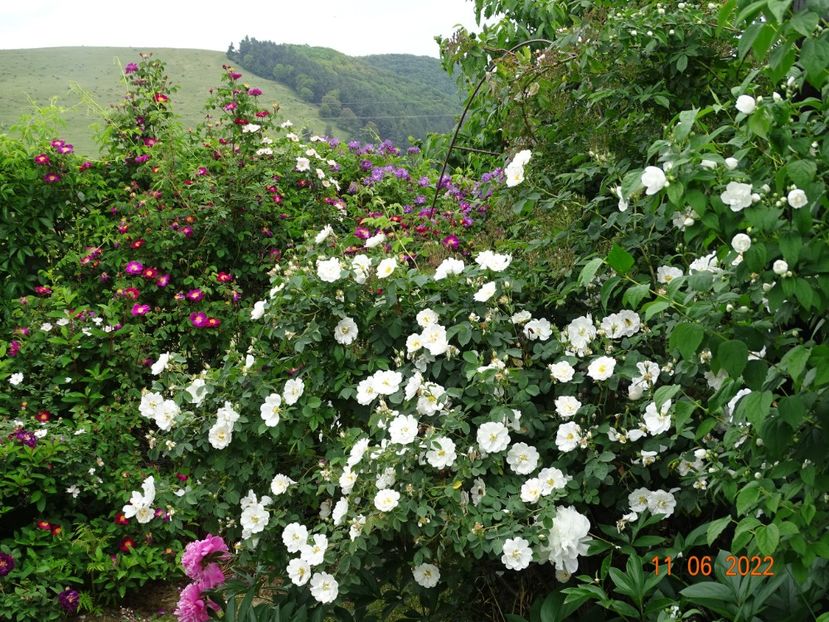 - Trandafiri 2022 2