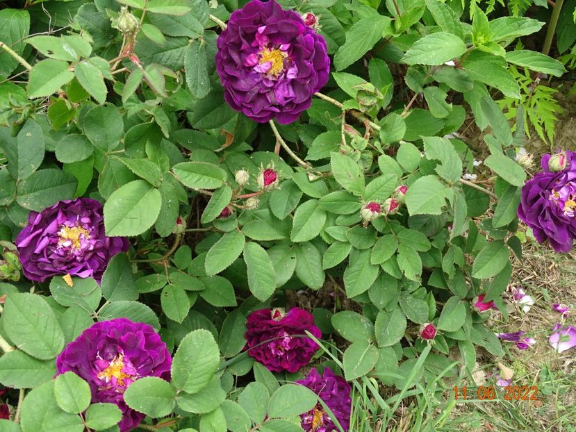  - Trandafiri 2022 2