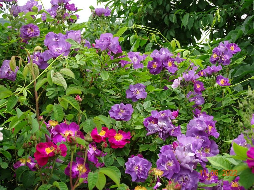  - Trandafiri 2022 2