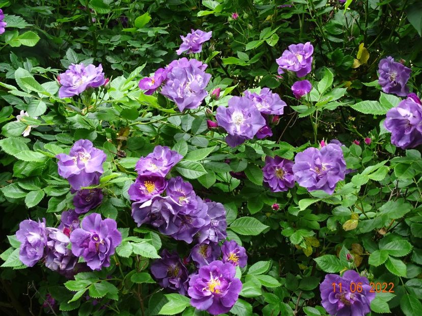  - Trandafiri 2022 2