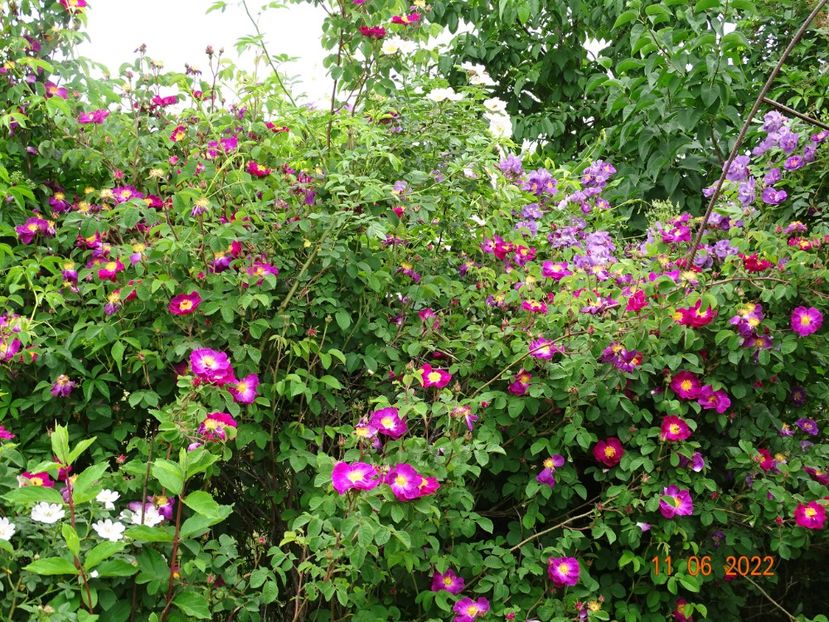  - Trandafiri 2022 2