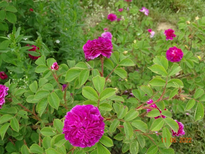  - Trandafiri 2022 2