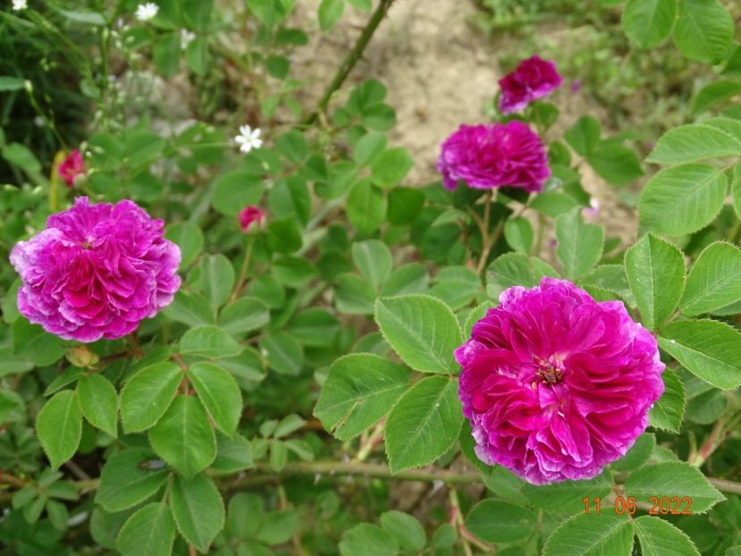  - Trandafiri 2022 2