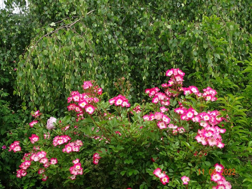  - Trandafiri 2022 2