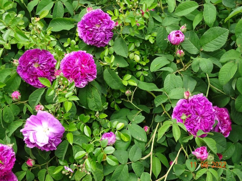  - Trandafiri 2022 2